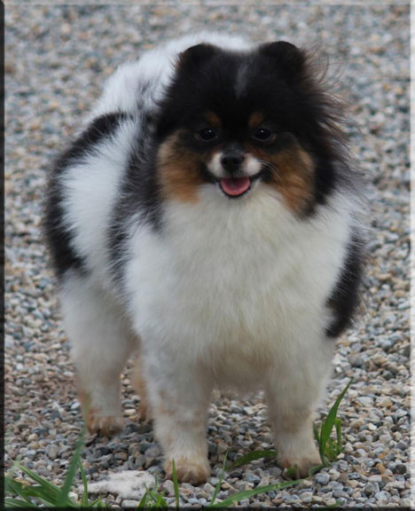 chars pomeranians chars pomeranians chars pomeranians chars pomeranians