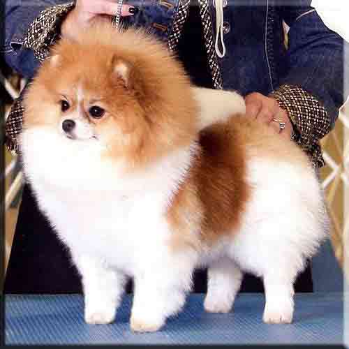 pomeranian show cut the gallery for gt xray skull pomeranian show cut the gallery for gt xray skull