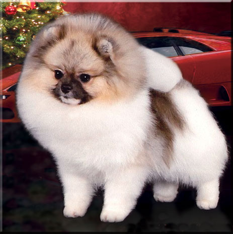 finch pomeranians chars pomeranians nitro s page finch pomeranians chars pomeranians nitro s page